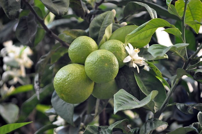 قیمت خرید نارنج پیوندی + فروش ویژه